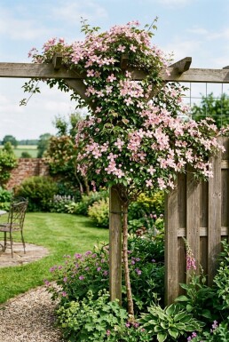 Clematis montana rubens sur tige 80-100 cm C2