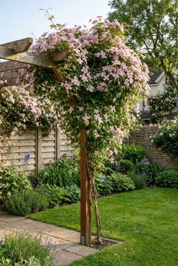 Clematis montana rubens sur tige 80-100 cm C2