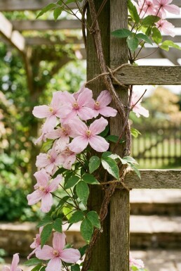 Clematis montana rubens sur tige 80-100 cm C2