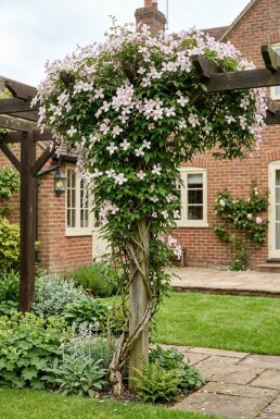 Clematis montana 'Superba' tuteur 70 cm C2