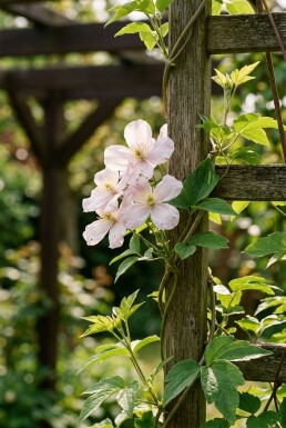 Clematis montana 'Superba' tuteur 70 cm C2