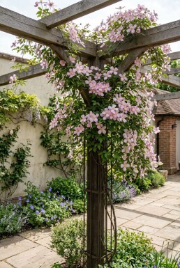 Clematis montana 'Tetrarose' sur tige 70 cm C2