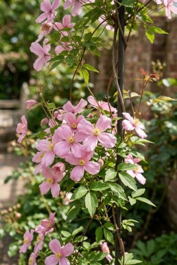 Clematis montana 'Tetrarose' sur tige 70 cm C2