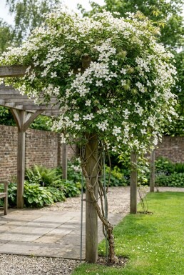 Clematis montana wilsonii tuteur 70 cm C2