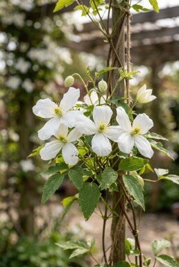 Clematis montana wilsonii tuteur 70 cm C2