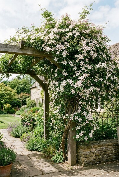 Clematis montana grimpante 80-100 cm C2