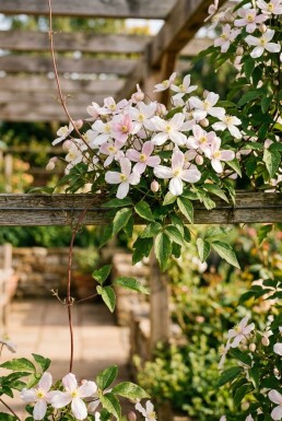Clematis montana grimpante 80-100 cm C2