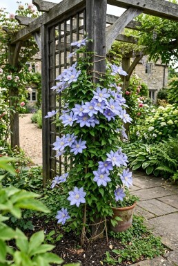 Clematis 'Mrs Cholmondeley' sur tige 70 cm C2