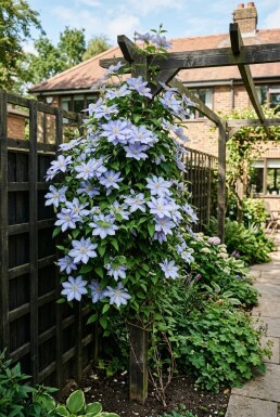 Clematis 'Mrs Cholmondeley' sur tige 70 cm C2