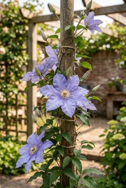 Clematis 'Mrs Cholmondeley' sur tige 70 cm C2