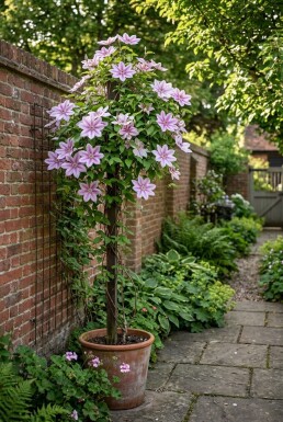Clematis 'Nelly Moser' tuteur 70 cm C2