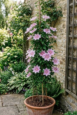 Clematis 'Nelly Moser' 80-100 cm C2