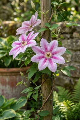 Clematis 'Nelly Moser' 80-100 cm C2