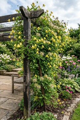 Clematis orientalis tuteur 70 cm C2