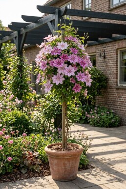 Clematis 'Piilu' tuteur 70 cm C2