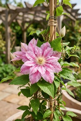 Clematis 'Piilu' tuteur 70 cm C2