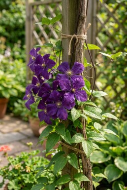 Clematis 'Polish Spirit' sur tige 80-100 cm C2