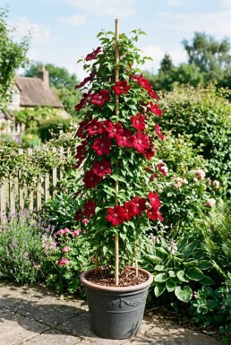 Clematis 'Rouge Cardinal' tuteurée 70 cm C2
