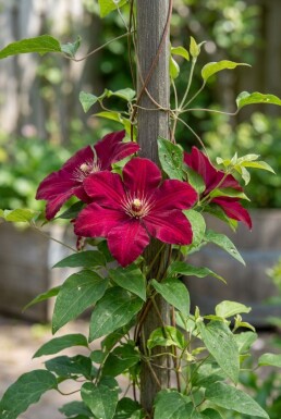 Clematis 'Rouge Cardinal' grimpante 80-100 cm C2