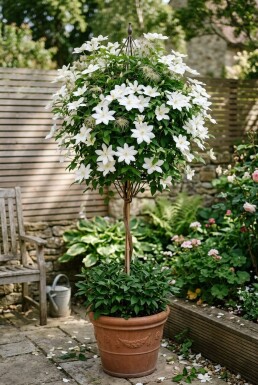 Clematis 'Shirayukihime' grimpante 70 cm C2