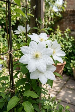 Clematis 'Snow Queen' tuteur 70 cm C2