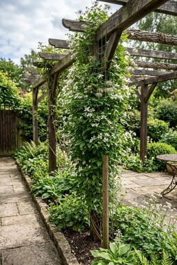Clematis spooneri tuteur 70 cm C2