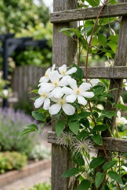 Clematis spooneri tuteur 70 cm C2