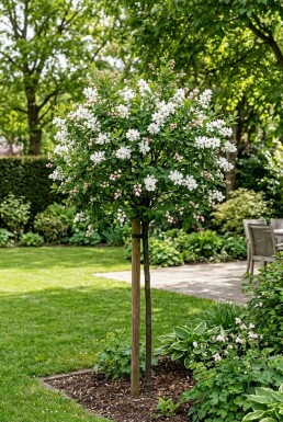 Exochorda racemosa 'Blushing Pearl®' tige 70 cm C2