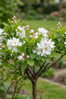 Exochorda racemosa 'Blushing Pearl®' tige 70 cm C2
