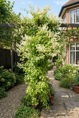 Fallopia baldschuanica sur tige 70 cm C2