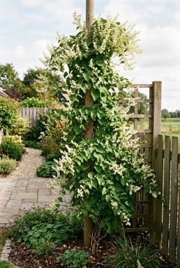 Fallopia baldschuanica grimpante 80-100 cm C2