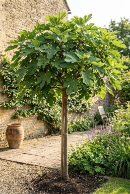 Ficus carica 'Brown Turkey' tige 70 cm C2