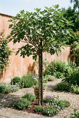 Ficus carica 'Brown Turkey' tige 70 cm C2
