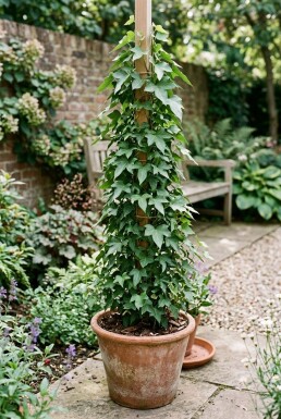 Hedera helix 'Sagittifolia' sur tige 70 cm C2