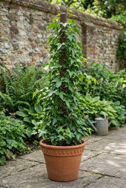 Hedera helix 'Sagittifolia' sur tige 70 cm C2