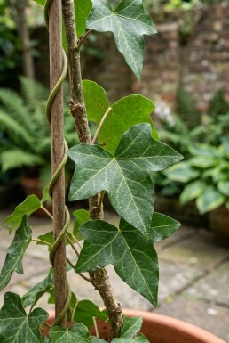 Hedera helix 'Sagittifolia' sur tige 70 cm C2