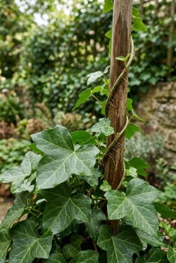 Hedera hibernica 60-80 cm C2