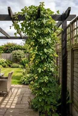 Humulus lupulus 'Golding' tuteuré 60 cm C2