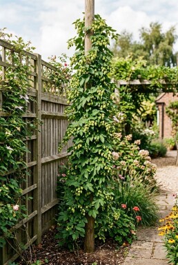 Humulus lupulus 'Herculus' tuteuré 60 cm C2