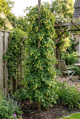 Humulus lupulus 'Herculus' tuteuré 60 cm C2