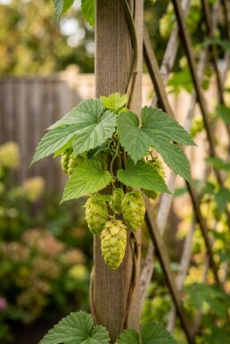 Humulus lupulus 'Herculus' tuteuré 60 cm C2