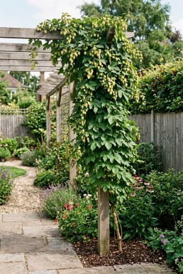 Humulus lupulus 'Nordbrau' tuteuré 60 cm C2