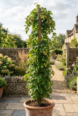 Humulus lupulus 'Prima Donna'® sur tige 60 cm C2
