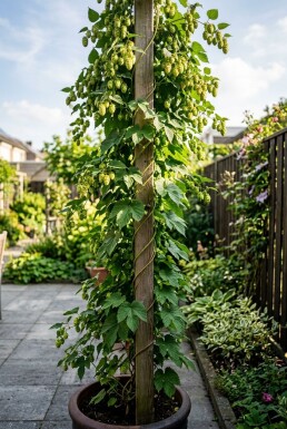 Humulus lupulus 'Prima Donna'® sur tige 60 cm C2