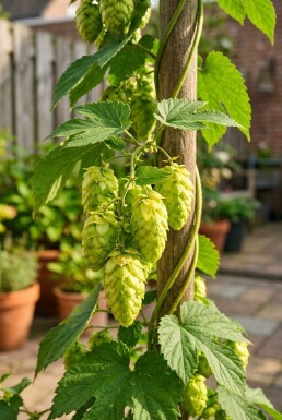 Humulus lupulus 'Prima Donna'® sur tige 60 cm C2