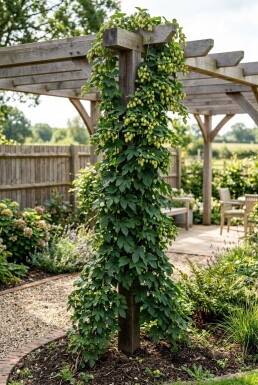 Humulus lupulus 'Target' sur tige 60 cm C2