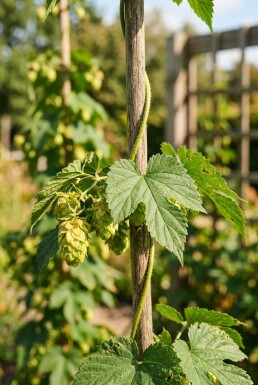 Humulus lupulus 'Target' sur tige 60 cm C2