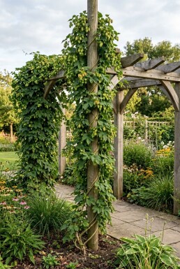 Humulus lupulus tuteuré 60 cm C2