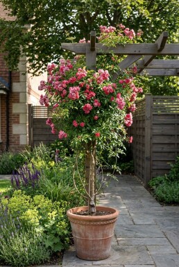Jasminum beesianum sur tige 70 cm C2
