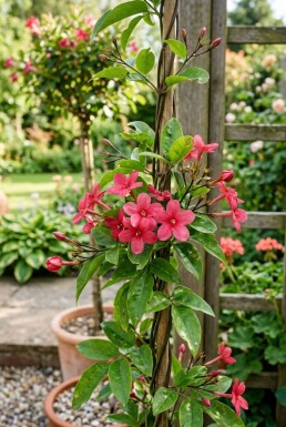 Jasminum beesianum sur tige 70 cm C2